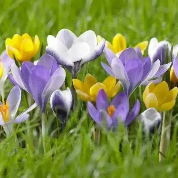 Crocus Species Botanical Mixed - White, purple,blue ,yellow. - Caribbean garden seed