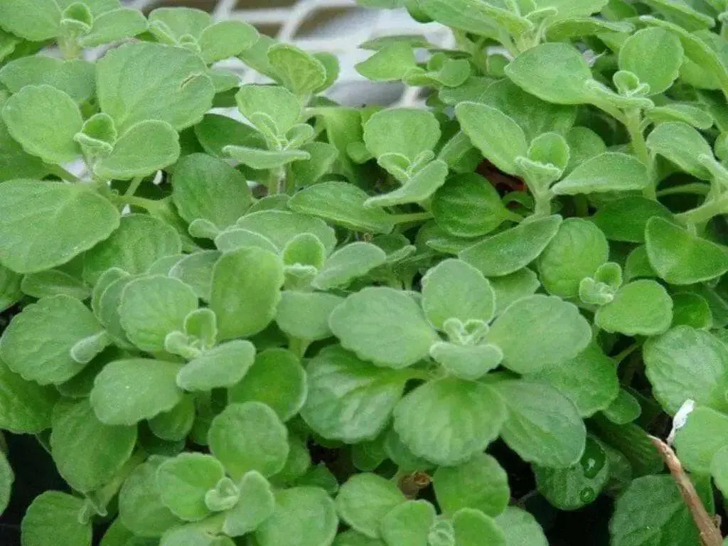 OREGANO