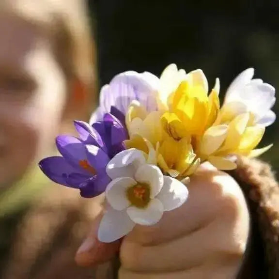 Crocus Species Botanical Mixed - White, purple,blue ,yellow. - Caribbean garden seed