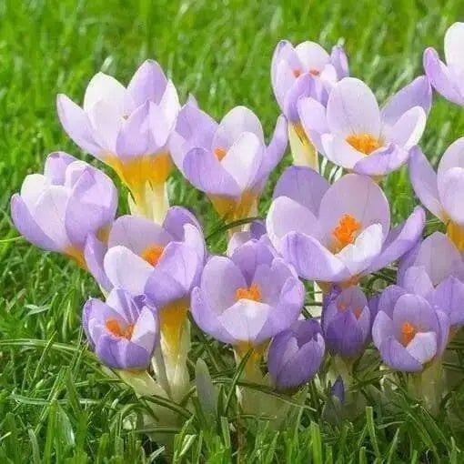 Crocus Species Botanical Mixed - White, purple,blue ,yellow. - Caribbean garden seed