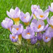 Crocus Species Botanical Mixed - White, purple,blue ,yellow. - Caribbean garden seed