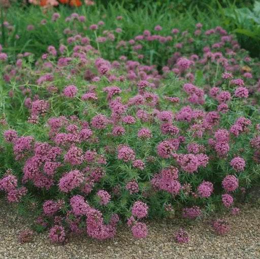 Crossworts Seeds ,Phuopsis Crucianella stylosa - Pink Flowers - Caribbean garden seed