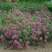 Crossworts Seeds ,Phuopsis Crucianella stylosa - Pink Flowers - Caribbean garden seed