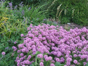 Crossworts Seeds ,Phuopsis Crucianella stylosa - Pink Flowers - Caribbean garden seed