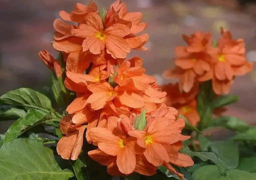 Crossandra Orange Marmalade - Firecracker Flower- Very Rare Tropical Plan - Caribbean garden seed