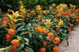 Crossandra Orange Marmalade - Firecracker Flower- Very Rare Tropical Plan - Caribbean garden seed