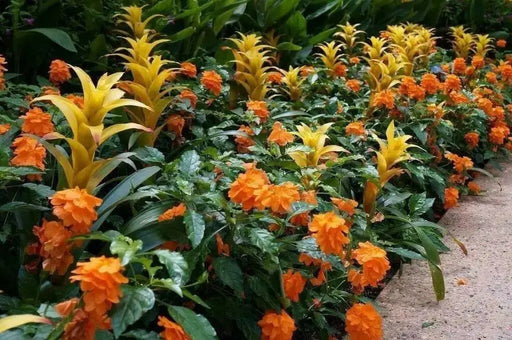 Crossandra Orange Marmalade - Firecracker Flower- Very Rare Tropical Plan - Caribbean garden seed