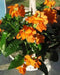 Crossandra Orange Marmalade - Firecracker Flower- Very Rare Tropical Plan - Caribbean garden seed