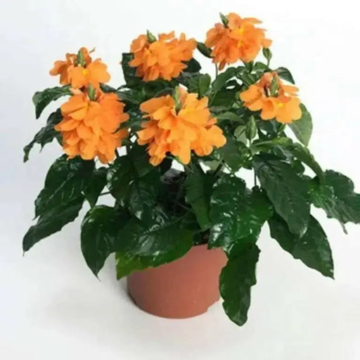 Crossandra Orange Marmalade - Firecracker Flower- Very Rare Tropical Plan - Caribbean garden seed