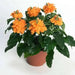 Crossandra Orange Marmalade - Firecracker Flower- Very Rare Tropical Plan - Caribbean garden seed