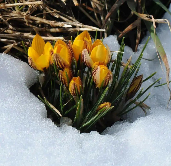 Crocus Chrysanthus 'DOROTHY',YELLOW SPECIES CROCUS BULBS (SNOW CROCUS) - Caribbean garden seed