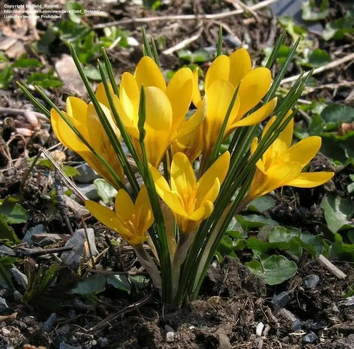 Crocus Chrysanthus 'DOROTHY',YELLOW SPECIES CROCUS BULBS (SNOW CROCUS) - Caribbean garden seed