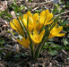 Crocus Chrysanthus 'DOROTHY',YELLOW SPECIES CROCUS BULBS (SNOW CROCUS) - Caribbean garden seed