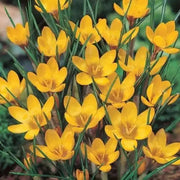 Crocus Chrysanthus 'DOROTHY',YELLOW SPECIES CROCUS BULBS (SNOW CROCUS) - Caribbean garden seed
