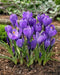 Crocus bulbs,Remembrance, First Flowers of Spring - Caribbean garden seed