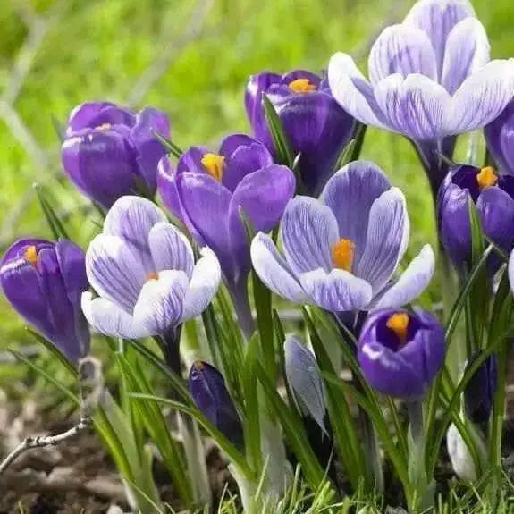 Crocus bulbs,Remembrance, First Flowers of Spring - Caribbean garden seed