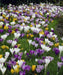Crocus Bulbs, Jumbo Mixed ,White, purple,blue ,yellow - Caribbean garden seed