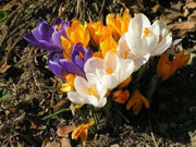 Crocus Bulbs, Jumbo Mixed ,White, purple,blue ,yellow - Caribbean garden seed