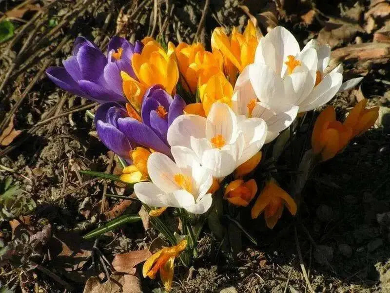 Crocus Bulbs, Jumbo Mixed ,White, purple,blue ,yellow - Caribbean garden seed
