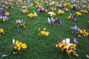 Crocus Bulbs, Jumbo Mixed ,White, purple,blue ,yellow - Caribbean garden seed