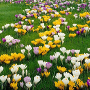 Crocus Bulbs, Jumbo Mixed ,White, purple,blue ,yellow - Caribbean garden seed