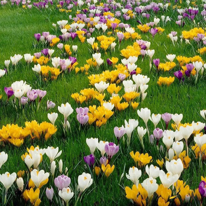 Crocus Bulbs, Jumbo Mixed ,White, purple,blue ,yellow - Caribbean garden seed