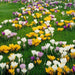 Crocus Bulbs, Jumbo Mixed ,White, purple,blue ,yellow - Caribbean garden seed