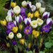 Crocus Bulbs, Jumbo Mixed ,White, purple,blue ,yellow - Caribbean garden seed