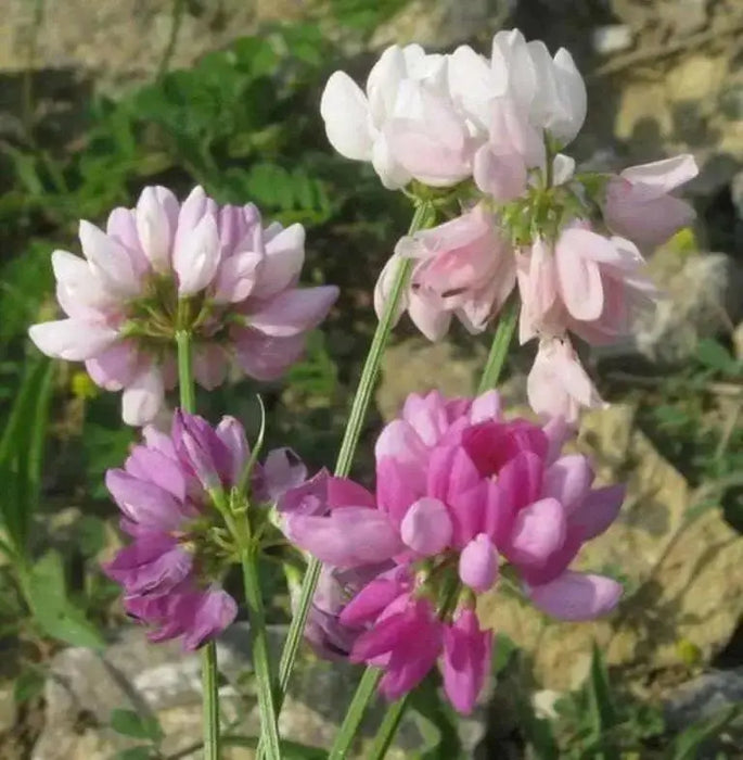 Crown vetch Seeds -Penngift,Securigera varia,- Attractive,Perennial,Ground Cover - Caribbean garden seed