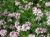 Crown vetch Seeds -Penngift,Securigera varia,- Attractive,Perennial,Ground Cover - Caribbean garden seed