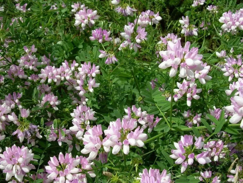 Crown vetch Seeds -Penngift,Securigera varia,- Attractive,Perennial,Ground Cover - Caribbean garden seed