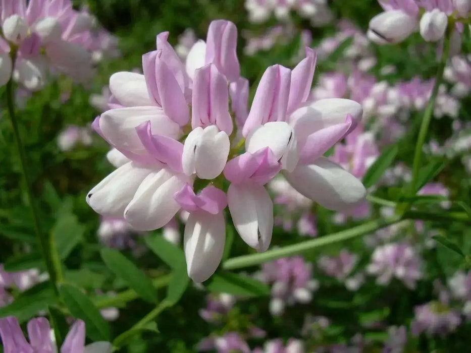 Crown vetch Seeds -Penngift,Securigera varia,- Attractive,Perennial,Ground Cover - Caribbean garden seed