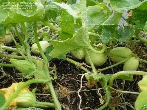 Crystal Apple CUCUMBER SEEDS,annual vegetables - Caribbean garden seed