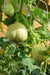 Crystal Apple CUCUMBER SEEDS,annual vegetables - Caribbean garden seed