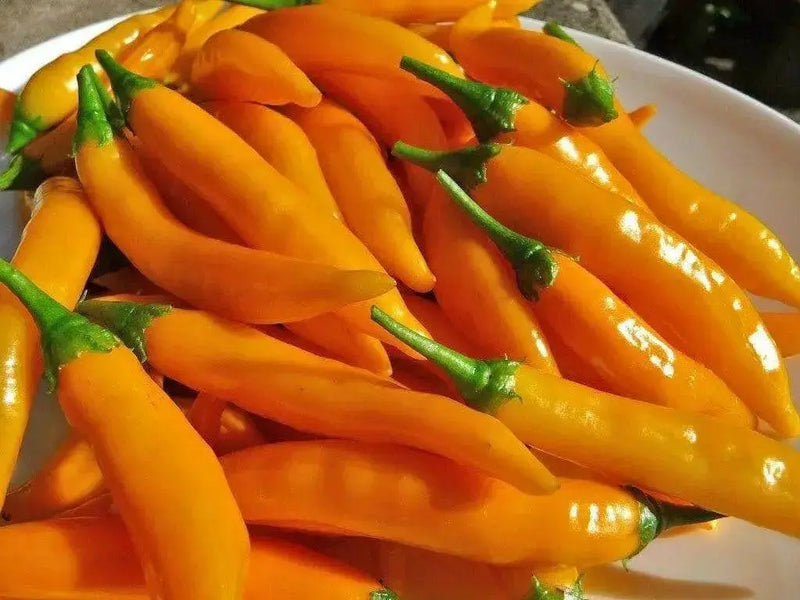 Criolla Sella"Capsicum baccatum. Pepper Seeds - Caribbean garden seed