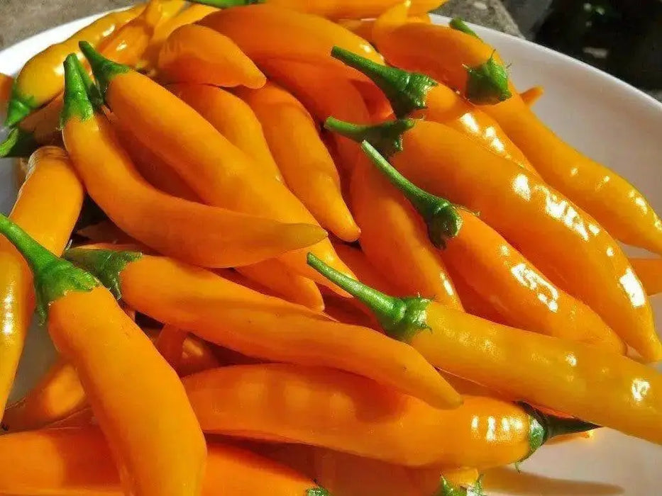 Criolla Sella"Capsicum baccatum. Pepper Seeds - Caribbean garden seed