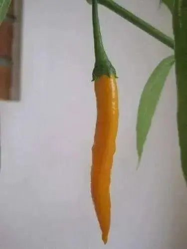 Criolla Sella"Capsicum baccatum. Pepper Seeds - Caribbean garden seed