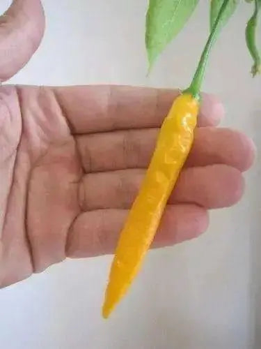 Criolla Sella"Capsicum baccatum. Pepper Seeds - Caribbean garden seed