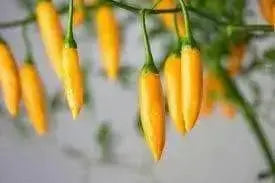 Criolla Sella"Capsicum baccatum. Pepper Seeds - Caribbean garden seed