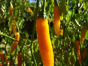 Criolla Sella"Capsicum baccatum. Pepper Seeds - Caribbean garden seed