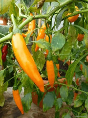 Criolla Sella"Capsicum baccatum. Pepper Seeds - Caribbean garden seed