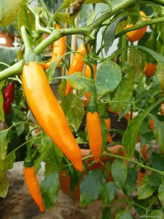 Criolla Sella"Capsicum baccatum. Pepper Seeds - Caribbean garden seed