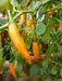 Criolla Sella"Capsicum baccatum. Pepper Seeds - Caribbean garden seed