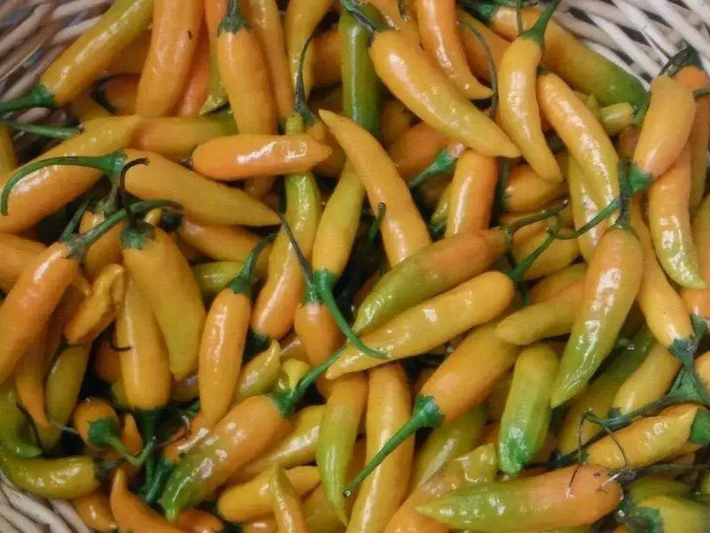 Criolla Sella"Capsicum baccatum. Pepper Seeds - Caribbean garden seed