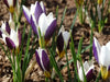 Crocus Spring Beauty, SPECIES SNOW CROCUS, Early Flowers - Caribbean garden seed