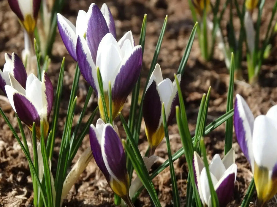 Crocus Spring Beauty, SPECIES SNOW CROCUS, Early Flowers - Caribbean garden seed