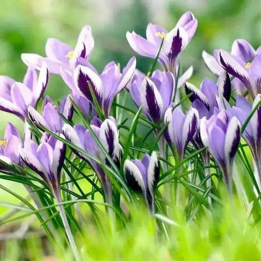 Crocus Spring Beauty, SPECIES SNOW CROCUS, Early Flowers - Caribbean garden seed