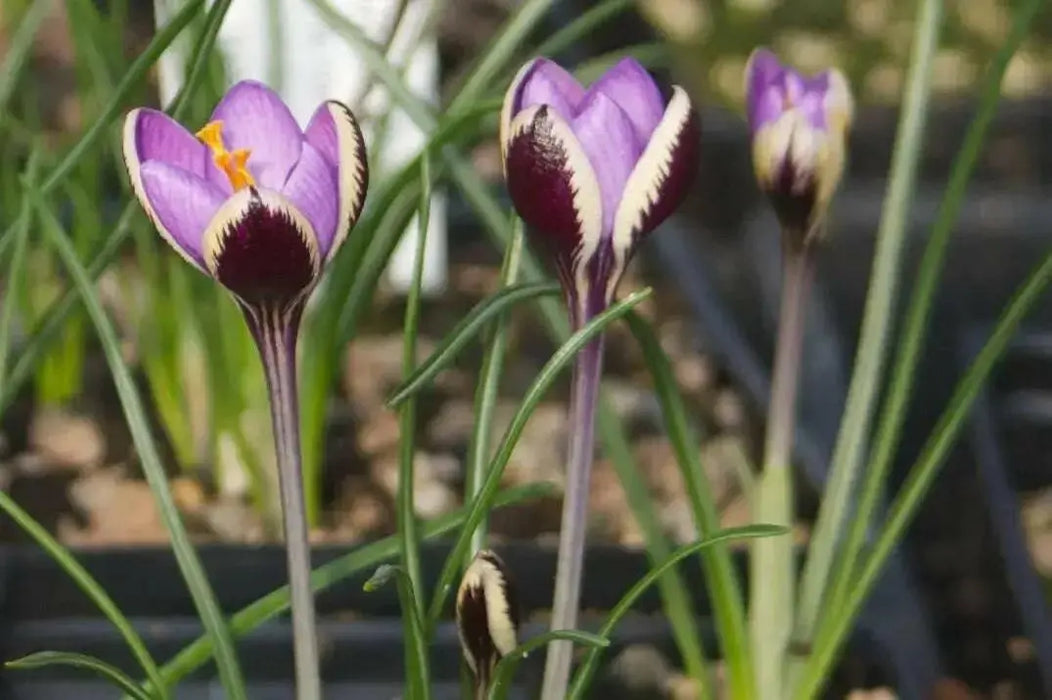 Crocus Spring Beauty, SPECIES SNOW CROCUS, Early Flowers - Caribbean garden seed