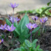 Crocus Spring Beauty, SPECIES SNOW CROCUS, Early Flowers - Caribbean garden seed