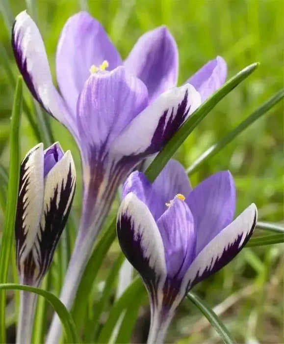 Crocus Spring Beauty, SPECIES SNOW CROCUS, Early Flowers - Caribbean garden seed